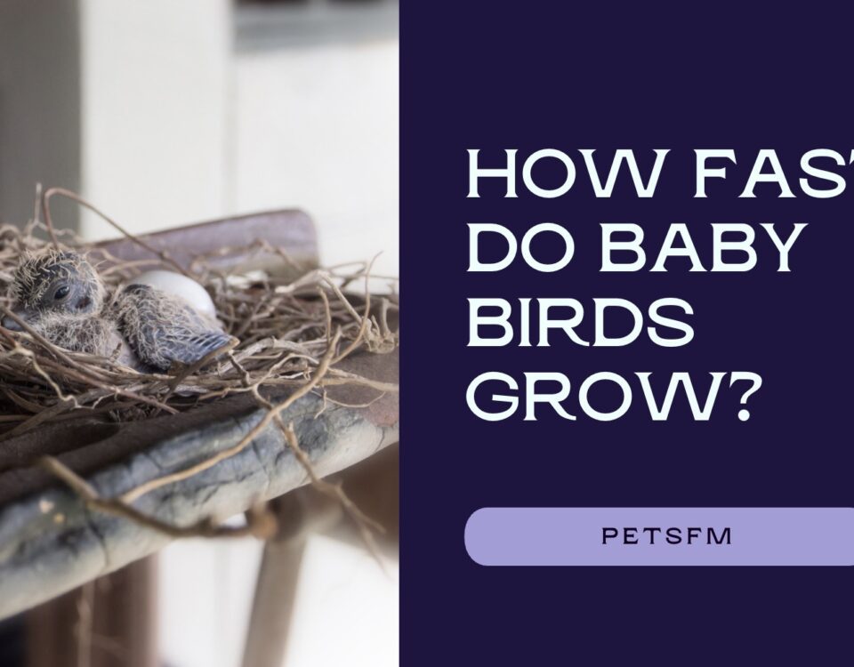 How Fast Do Baby Birds Grow?