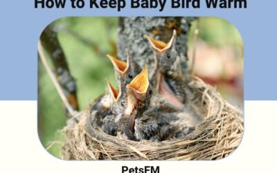 How To Keep A Baby Bird Warm? 7 Latest Techniques