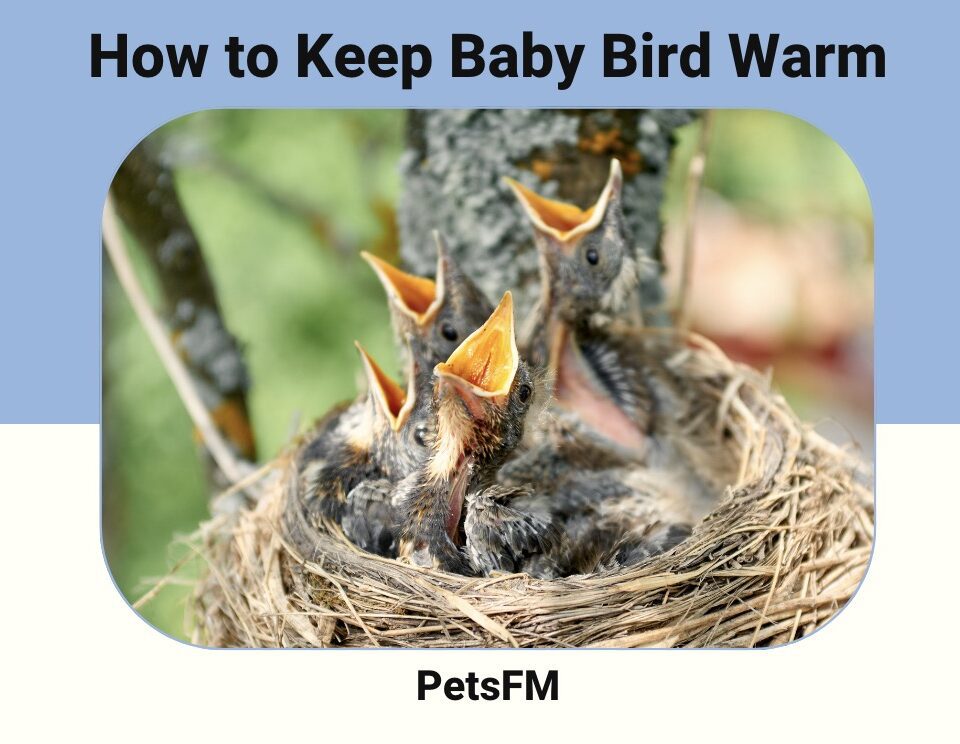 How To Keep A Baby Bird Warm?