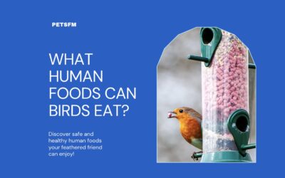 15 Human Foods That Birds Can Eat [Latest Guide 2024]