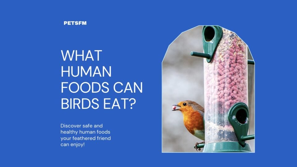 What Human Foods Can Birds Eat?