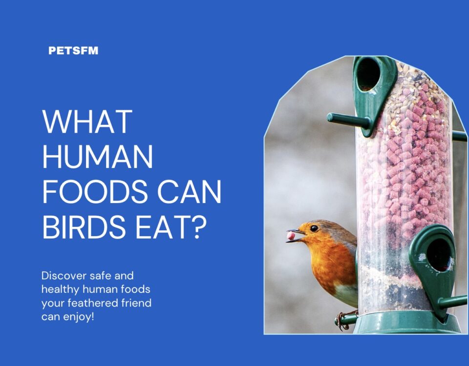 What Human Foods Can Birds Eat?