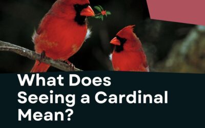 What Does Seeing a Red Cardinal Mean? Is It Spiritual?