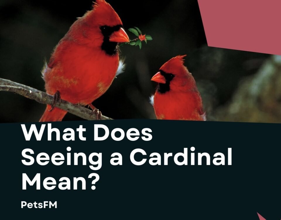 What does seeing a cardinal mean?