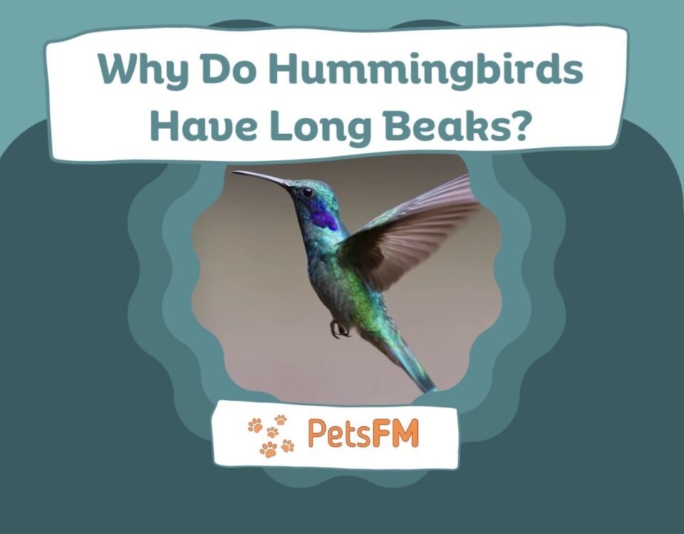 Why Do Hummingbirds Have Long Beaks?