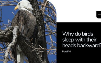 Why Do Birds Sleep With Their Heads Backward? 5 Reasons Why