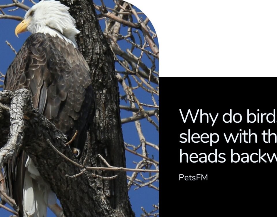Why Do Birds Sleep with their head backward?