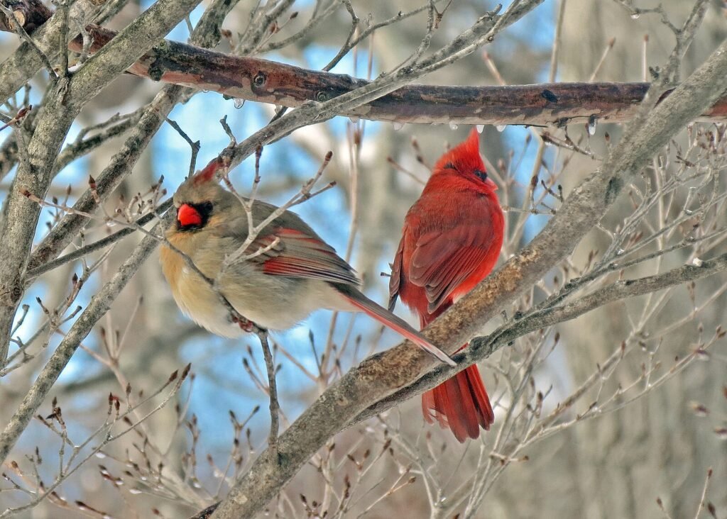 Cardinals on Trees