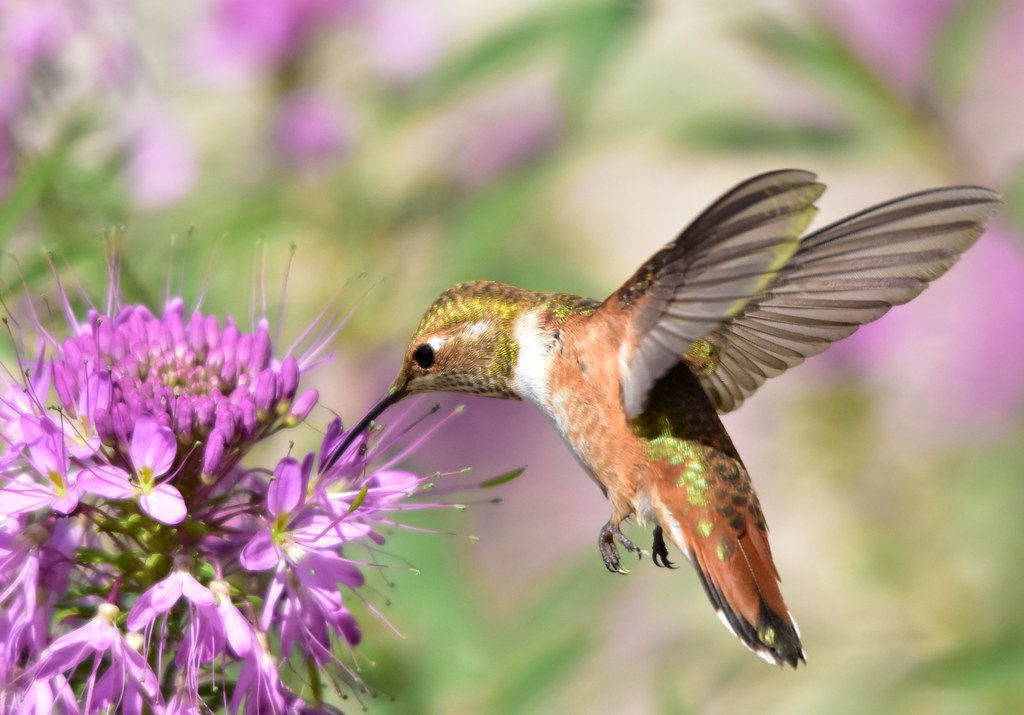 Hummingbird sucking Pollen