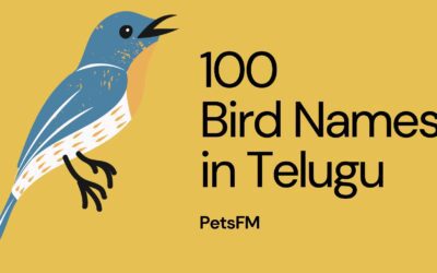 100+ Bird Names In Telugu With Translation in English