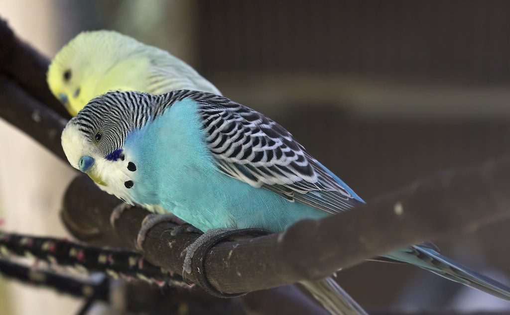 Blue Parakeet