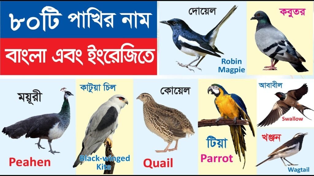 Bird Names In Bengali With Translation in English