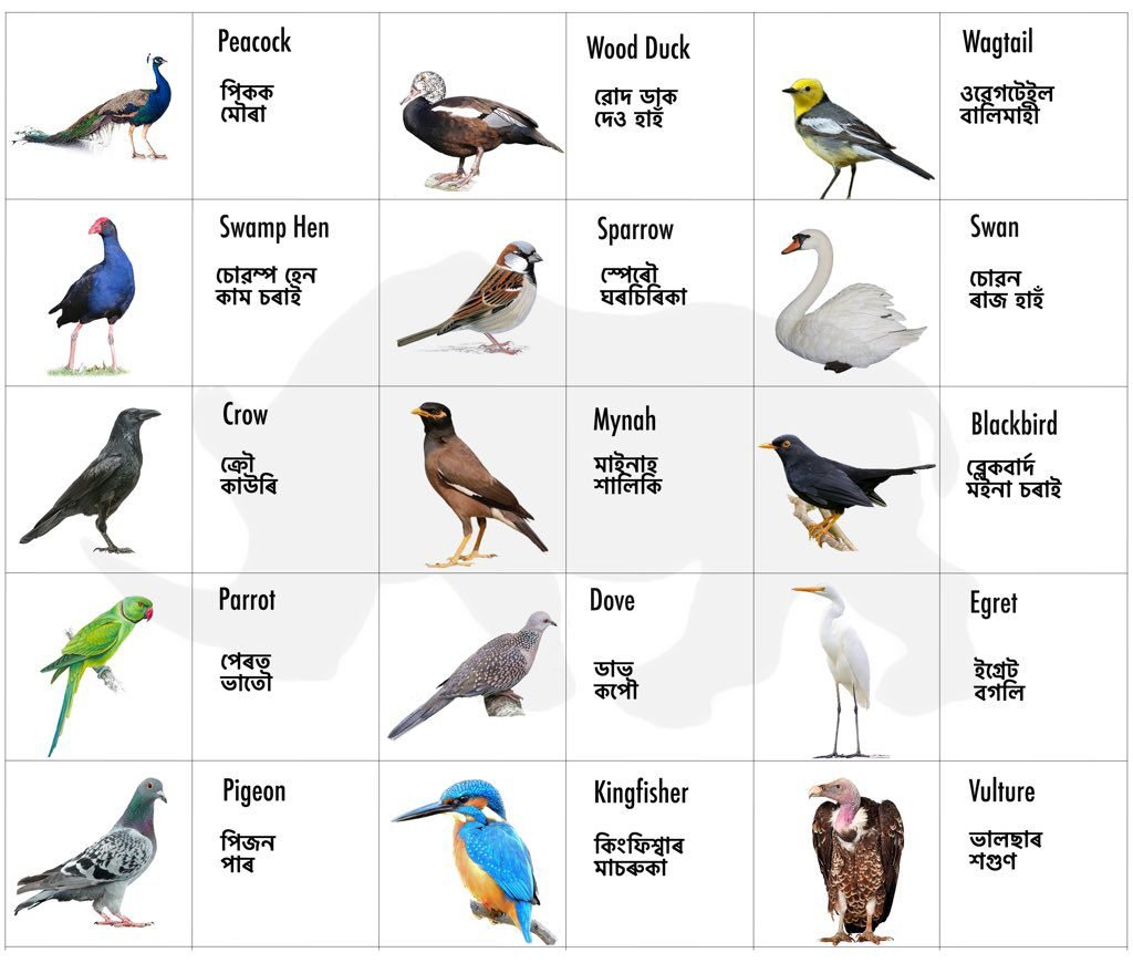 Some Common Bird Names in Assamese