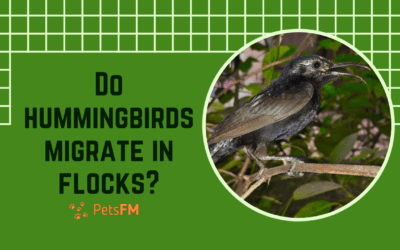 Do Hummingbirds Migrate in Flocks or Alone? ANSWERED