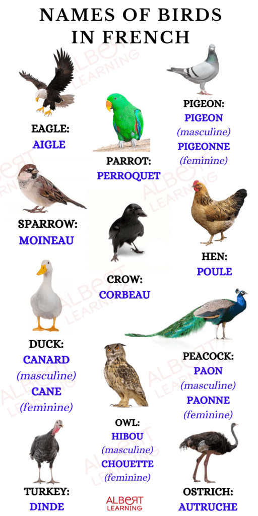 Name of Birds in French