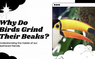 Why Do Birds Grind Their Beaks? (Cockatiels, Budgies, Parrots, etc.)