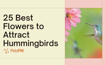 25 Vibrant Flowers to Attract Hummingbirds to Your Garden