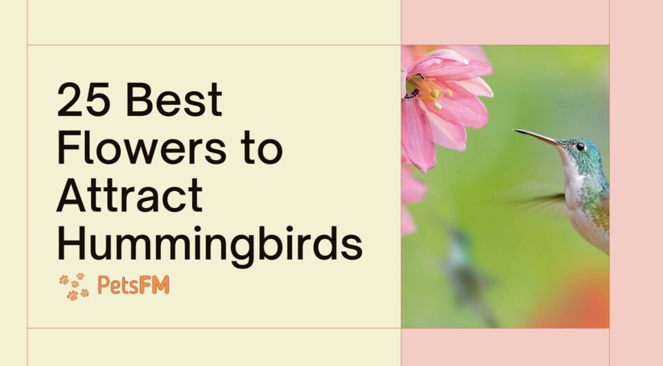 25 Best Flowers to Attract Hummingbirds