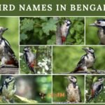 100+ Bird Names In Bengali With Translation in English [UPDATED]