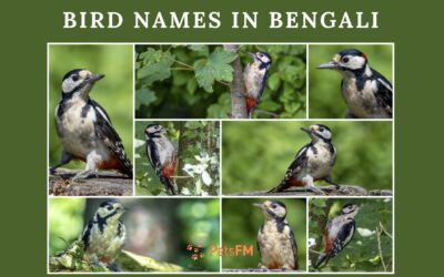 100+ Bird Names In Bengali With Translation in English