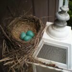 The spiritual meaning of the bird nest at the front door