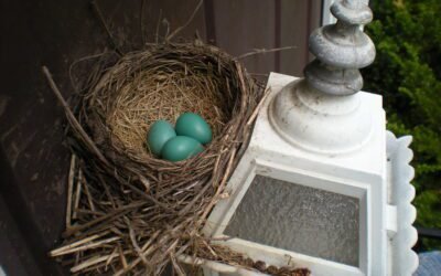 Spiritual Meaning: Bird Nest at Front Door?