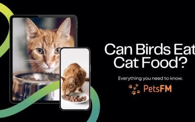Can Birds Eat Cat Food? A Comprehensive Guide