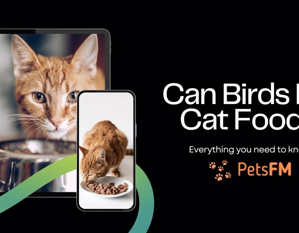 Can Birds Eat Cat Food - A Comprehensive Guide