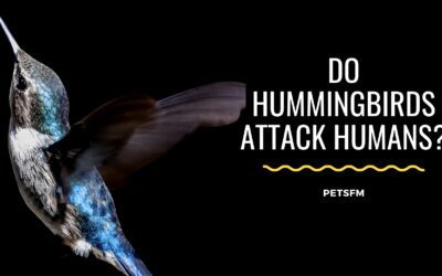 Do Hummingbirds Attack Humans? How to Save Yourself?