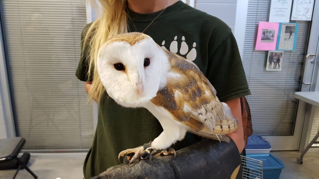 Is It Legal To Own An Owl As A Pet?