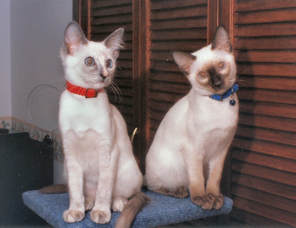 Balinese Cats