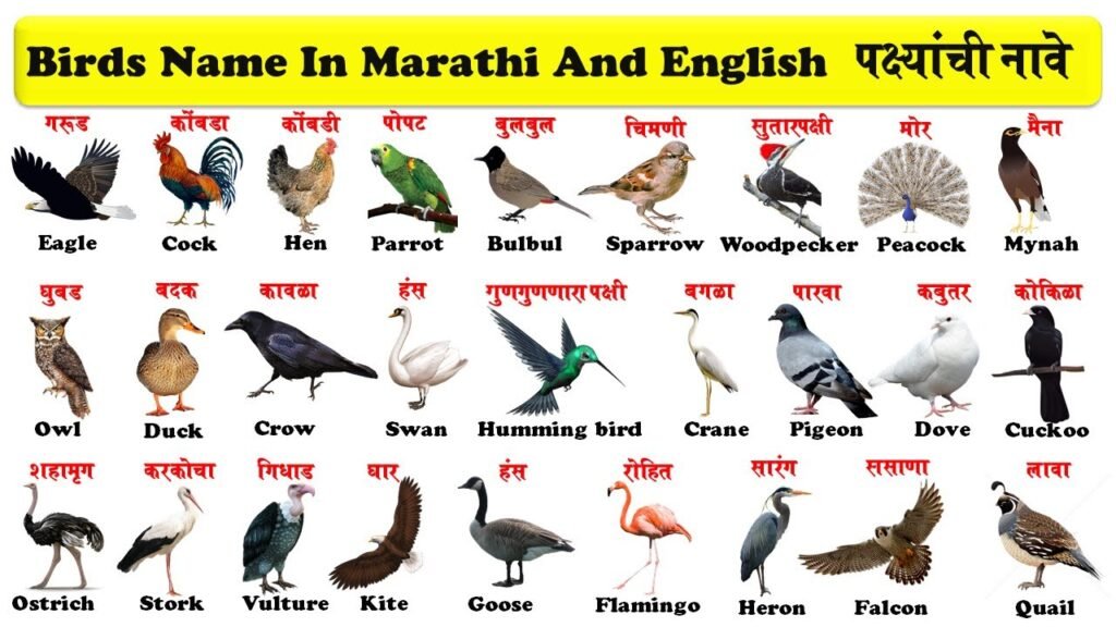 Bird Names in Marathi and English