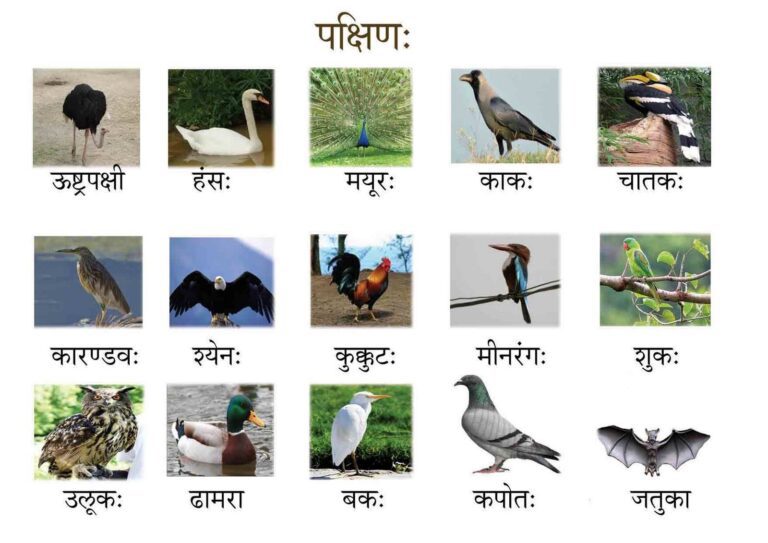 100 Bird Names In Sanskrit With Translation in English 100 Bird Names In Sanskrit With Translation in English