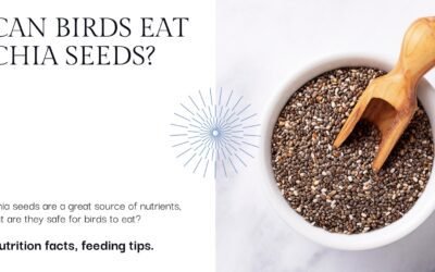 Can Birds Eat Chia Seed? Here Are All the Health Benefits!