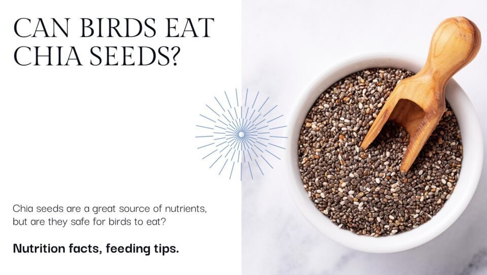 Can Birds Eat Chia Seeds?