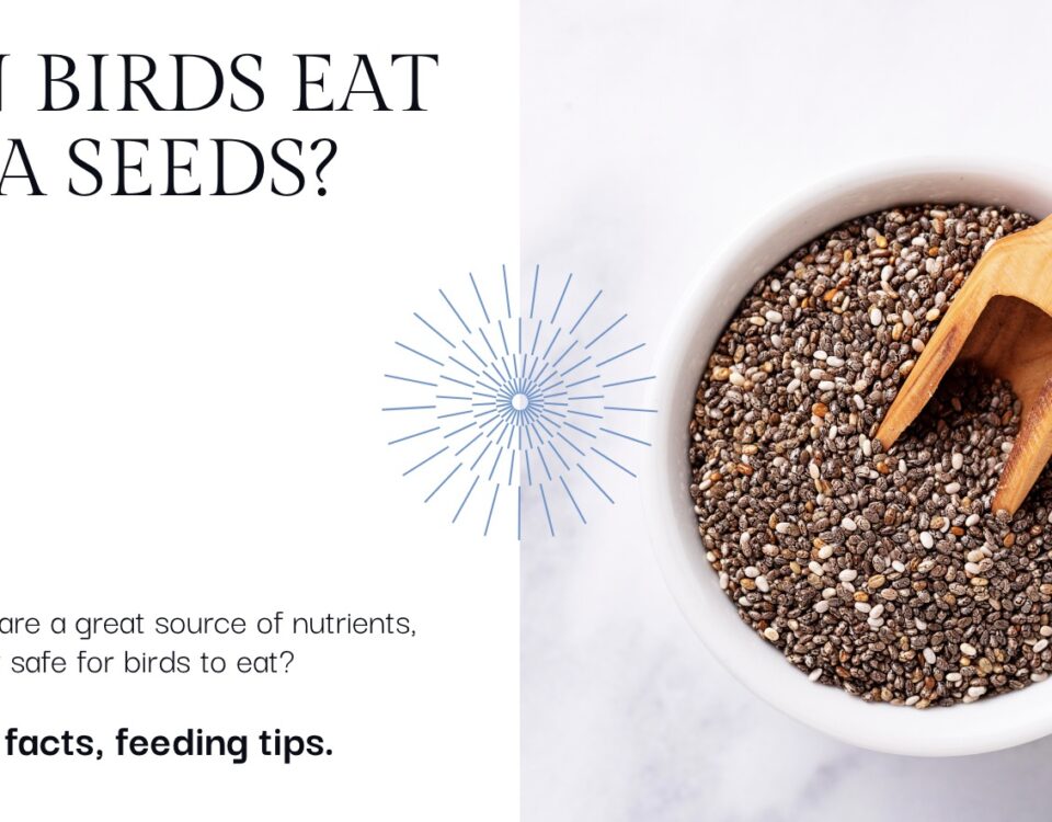 Can Birds Eat Chia Seeds?