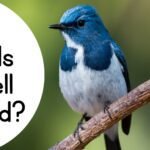 Can Birds Smell Food?
