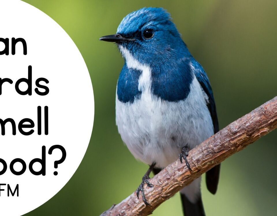 Can Birds Smell Food?
