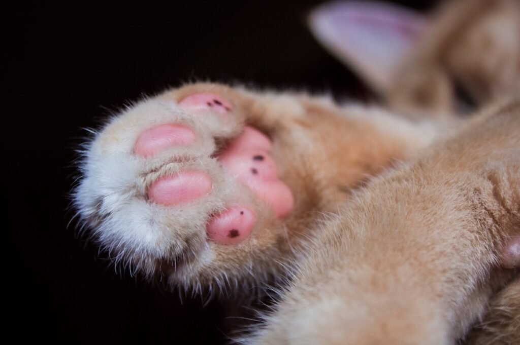 Cat Paws Closeup