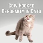 What is a Cow Hock in Cats? How To Identify & What To Do