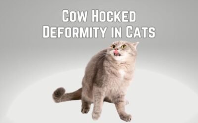 Cow Hock in Cats: How to Identify & Treatment Options