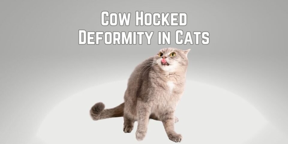 What is a Cow Hock in Cats? How To Identify & What To Do