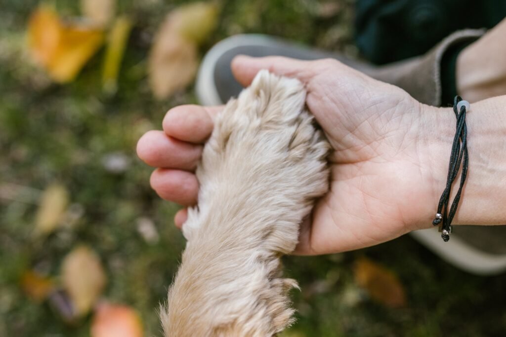 Dog Paw in Hand
