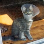 How long does a cat need to wear a cone?
