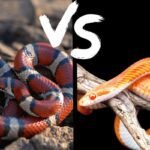 Milk Snake Vs. Corn Snake | Which is Best For Beginners?
