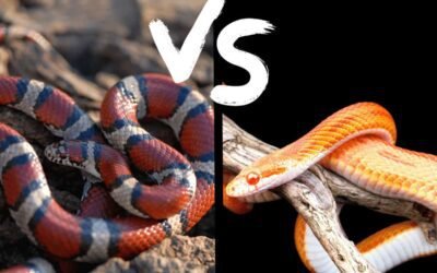 Milk Snake Vs. Corn Snake | Which is Best For Beginners?