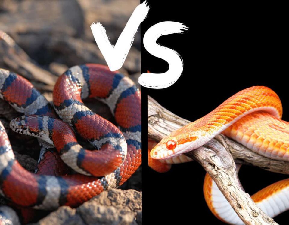 Milk Snake Vs. Corn Snake | Which is Best For Beginners?