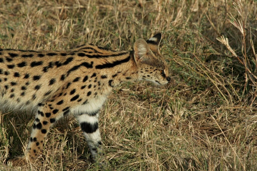Serengeti Cats