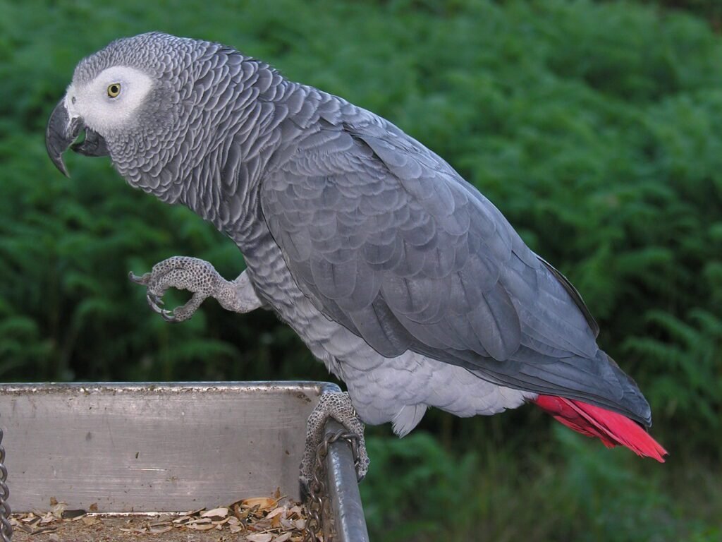 The African Grey Parrot