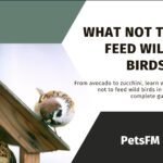 What Not To Feed Wild Birds? A-Z Complete Guide
